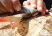 Разделка рыбы орудиями каменного века